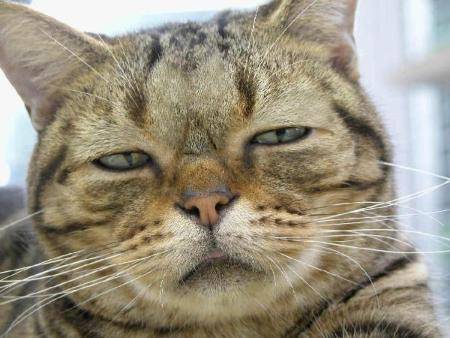 ねこ　府中市の不動産情報｜土地、戸建、マンション、投資用不動産、売却、購入、仲介